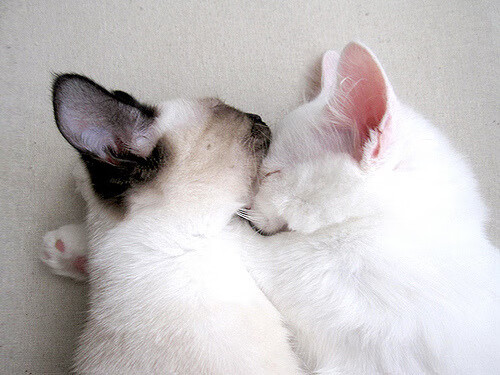 九游电竞平台官网-德甲：多特客场2-1逆转，追赶拜仁压力日益剧增，德超杯多特对拜仁